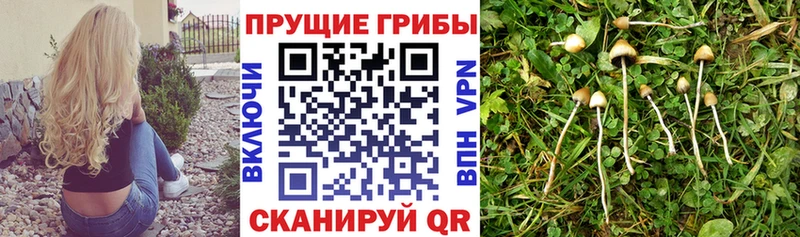 Галлюциногенные грибы Cubensis Полярные Зори